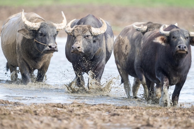 Gros plan de buffle d'eau sur la zone humide