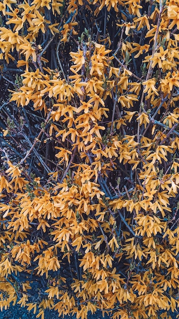 Photo un gros plan d'un buisson à fleurs jaunes