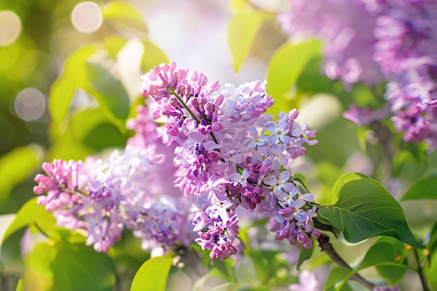 Photo un gros plan d'un buisson de lilas violet avec le mot lilas dessus