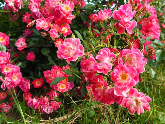 Gros plan d'un buisson de roses roses dans le jardin d'été sous la lumière du soleil Roses roses avec de nombreux bourgeons fleurs ouvertes Un parterre de fleurs dans un parc une façon de décorer les rues et les paysages