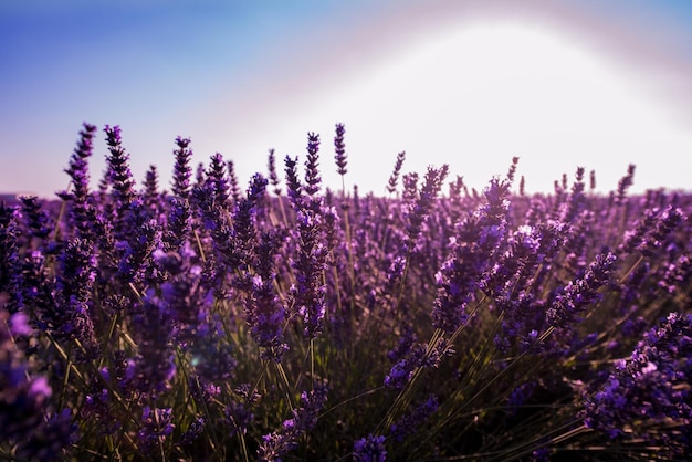 Gros plan buissons de fleurs aromatiques pourpres lavande au champ de lavande en été près de valensole en provence france