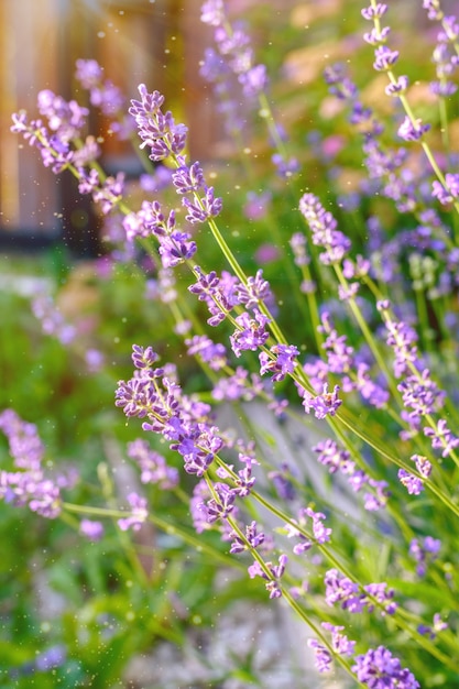 Photo gros plan de buissons de lavande. une image avec des fleurs de lavande floues et nettes.