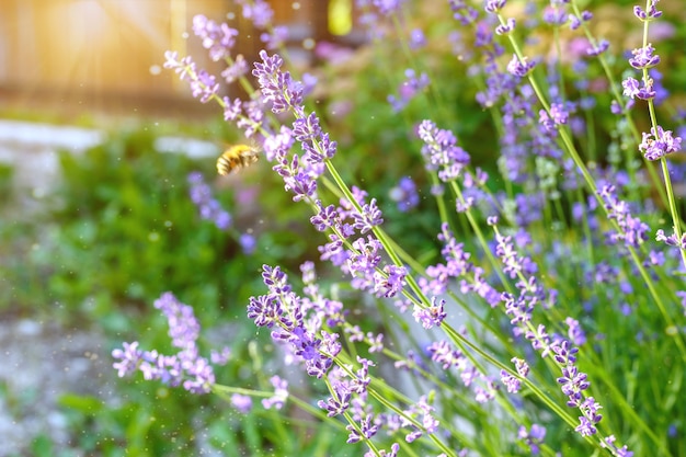 Gros plan de buissons de lavande. Une image avec des fleurs de lavande floues et nettes.