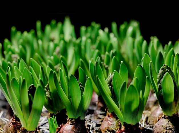 Gros plan de bulbes de fleurs de crocus flavus verts poussant sur un fond noir De minuscules semis poussant dans des feuilles avec des bourgeons pour produire des pétales brillants Des plantes commençant à se développer et à tirer au printemps