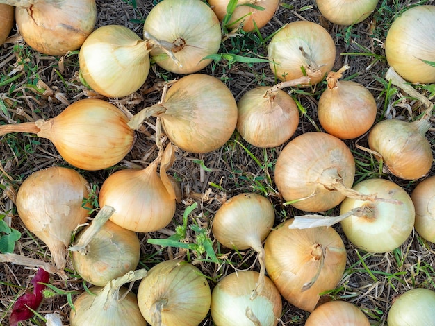 Gros plan sur des bulbes d'oignons disposés sur l'herbe au soleil couchant en été. Vue de dessus, mise à plat