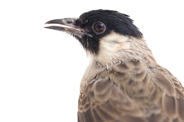 Gros plan d'un bulbul à tête de suie