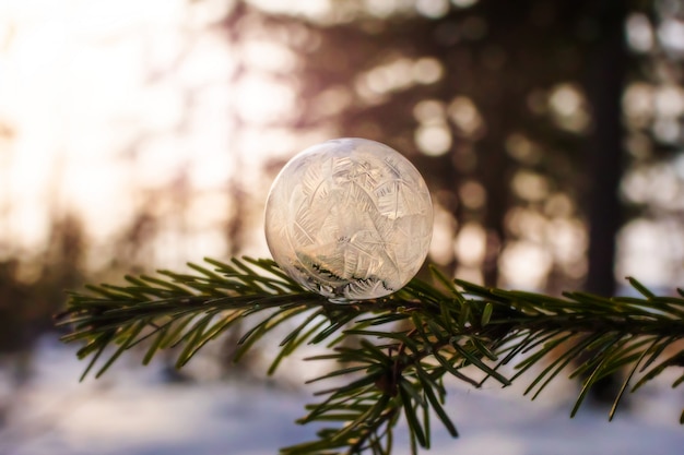 Gros plan de bulle de savon congelé sur une branche d'épinette. Motifs givrés à la surface de la bulle. Image aux couleurs chaudes. Concept d'hiver.