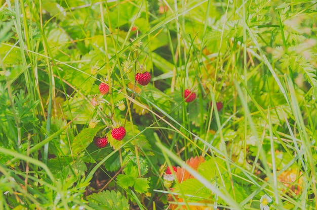 Gros plan, Bush baies fraises en été.