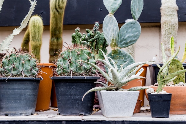 gros plan de cactus baril