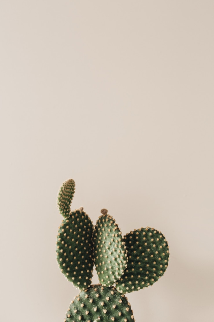 Photo gros plan de cactus sur beige.