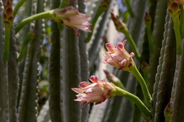 Le gros plan de cactus Cereus