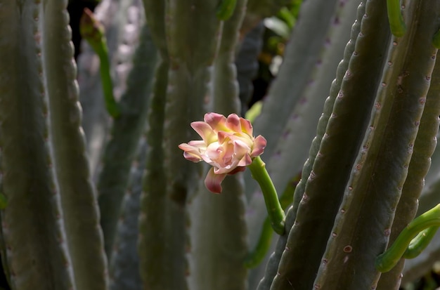 Le gros plan de cactus Cereus