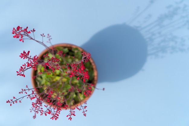 Un gros plan d'un cactus contre le ciel