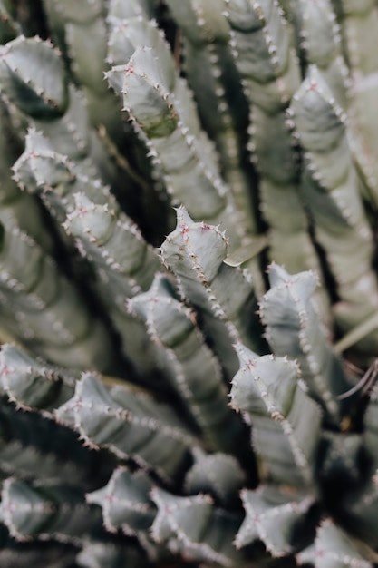 Gros plan d'un cactus dans le désert