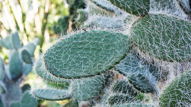 Gros plan de cactus dans un jardin.