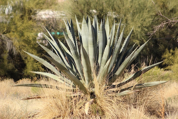 Un gros plan d'un cactus dans le paysage