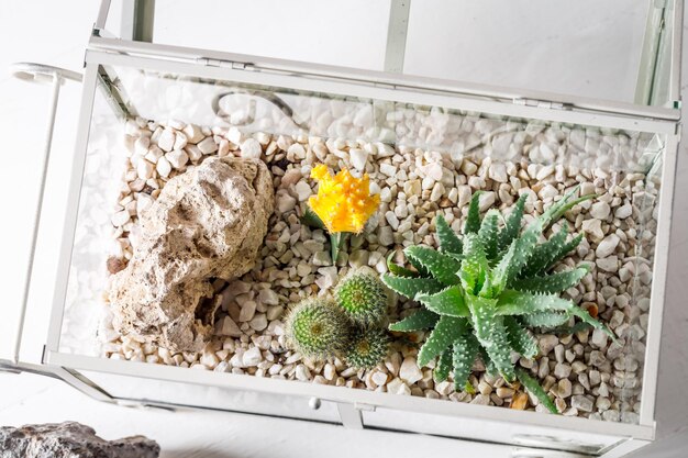 Gros plan de cactus dans un terrarium en verre avec écosystème autonome