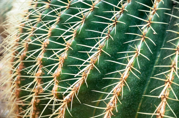 Photo gros plan d'un cactus épineux