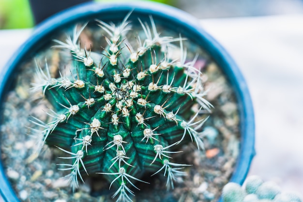 Photo gros plan cactus avec un espace pour mettre du texte