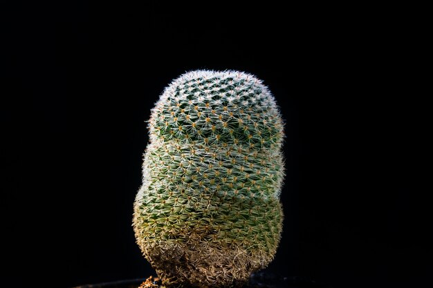 gros plan de cactus sur fond noir