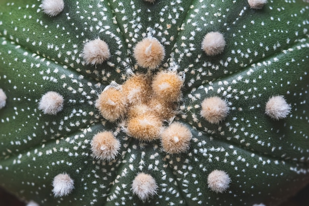 Gros plan, de, cactus, plante tropicale, astrophytum, asterias, fond