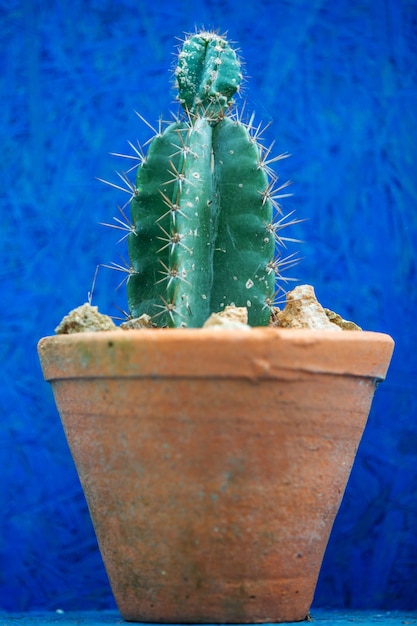 Gros plan de cactus vert dans des pots orange