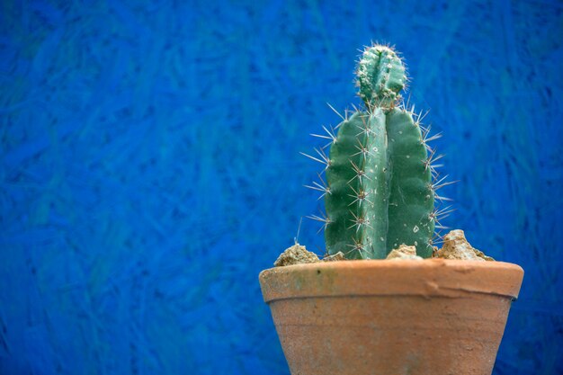 Gros plan, de, cactus vert