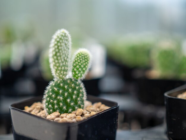 Un gros plan d'un cactus