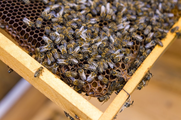 Gros plan d'un cadre avec un nid d'abeilles en cire de miel avec des abeilles dessus. Flux de travail du rucher.
