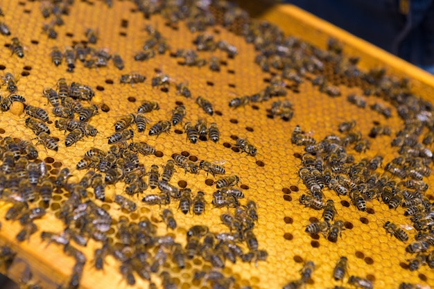 Gros plan d'un cadre avec un nid d'abeilles en cire de miel avec des abeilles dessus. Flux de travail du rucher.