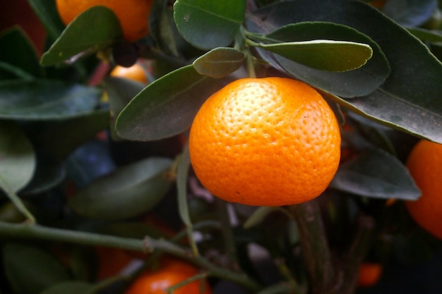 Gros plan sur les calamondins dans un arbre