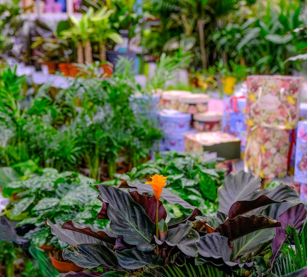 Photo gros plan de calathea crocata. vente en magasin. mise au point sélective