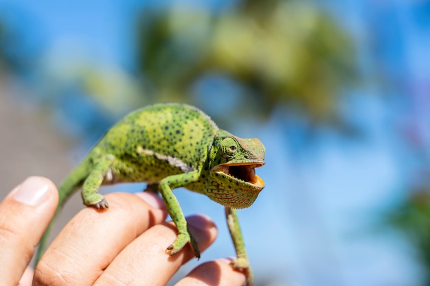 Gros plan d'un caméléon assis sur un coup de main sur l'île de Zanzibar