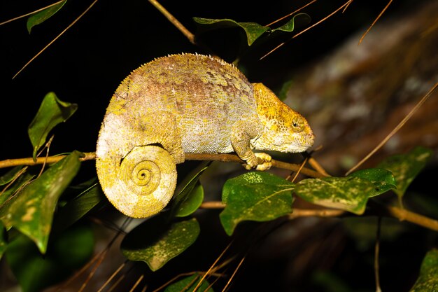 Gros plan sur caméléon sur une branche dans la nature