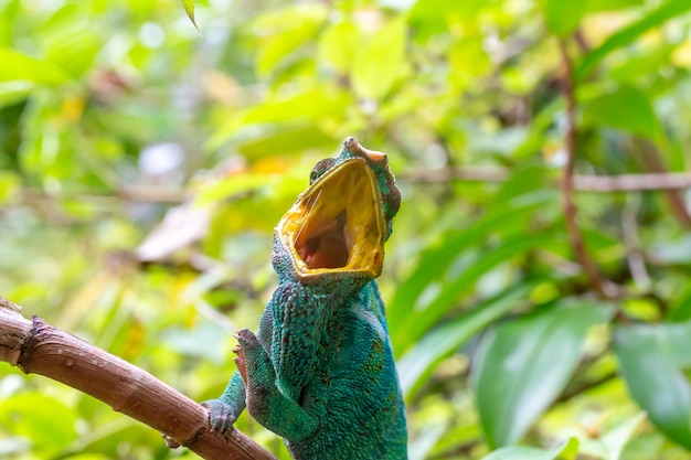 Photo gros plan caméléon sur une branche