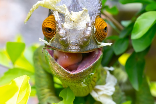 Gros plan sur un caméléon sur une branche