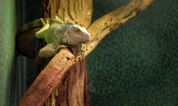 Gros plan d&#39;un caméléon panthère sur une branche