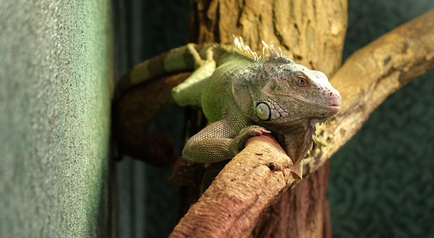 Gros plan d&#39;un caméléon panthère sur une branche