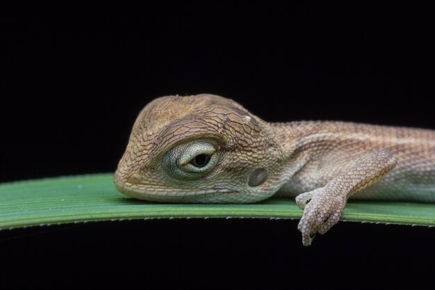 Photo gros plan de caméléon en thaïlande