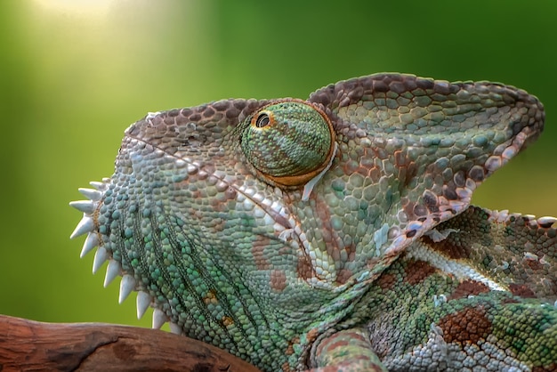 Gros plan d'un caméléon voilé vert