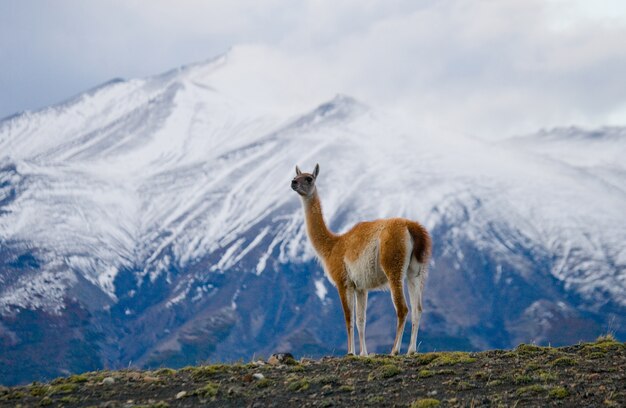 Gros plan sur le camélidé guanaco dans la nature