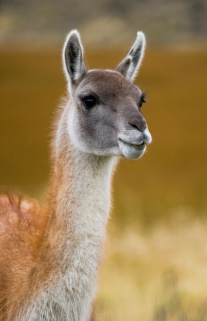 Gros plan sur le camélidé guanaco dans la nature