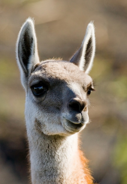 Gros plan sur le camélidé guanaco dans la nature