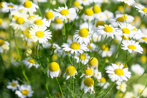 Photo gros plan de camomille blanche sur la nature ou dans le jardin floral background