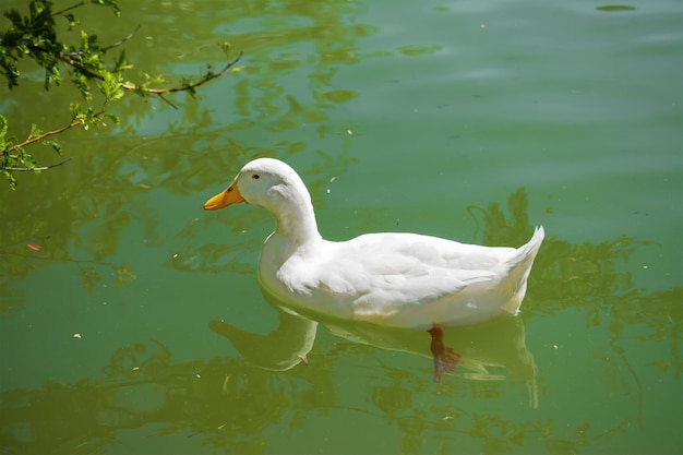 Gros plan d'un canard blanc nageant dans un étang vert