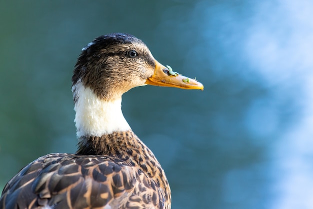 Gros plan d'un canard colvert sur l'eau nageant dans un étang