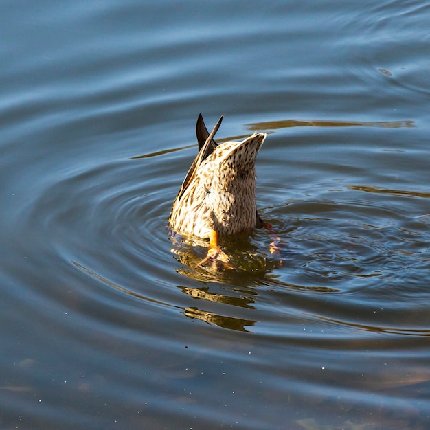 Gros plan d'un canard colvert profitant d'une plongée dans l'eau tout en se nourrissant