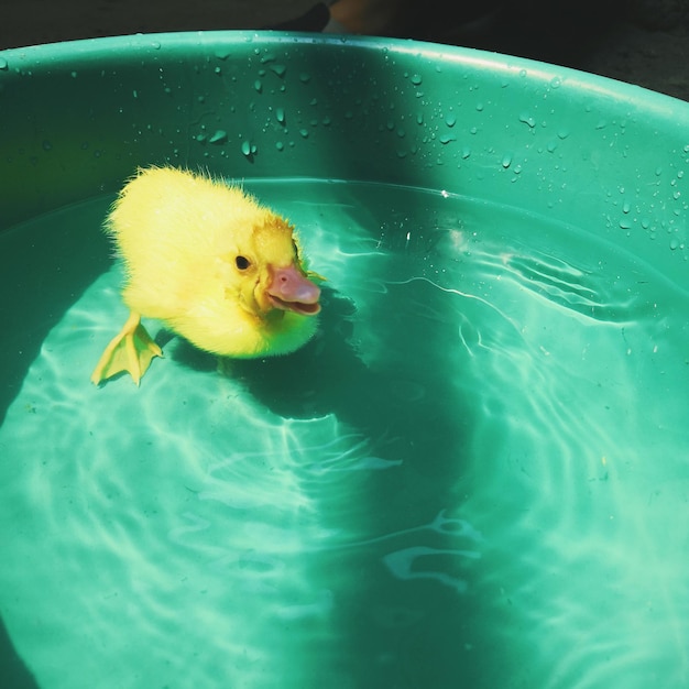 Photo un gros plan d'un canard dans l'eau