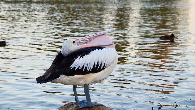 Photo un gros plan d'un canard dans un lac