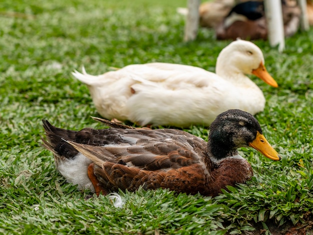 Gros plan sur un canard à la ferme